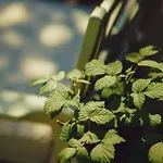 Sonnenblick Gæstehus Polanica-Zdrój