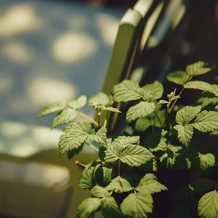 Sonnenblick בית הארחה פולניסה-ז'דוז'