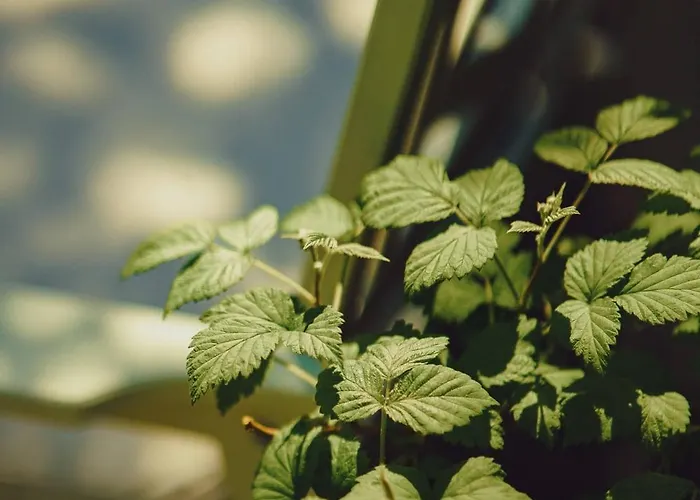 Sonnenblick Gæstehus Polanica-Zdrój